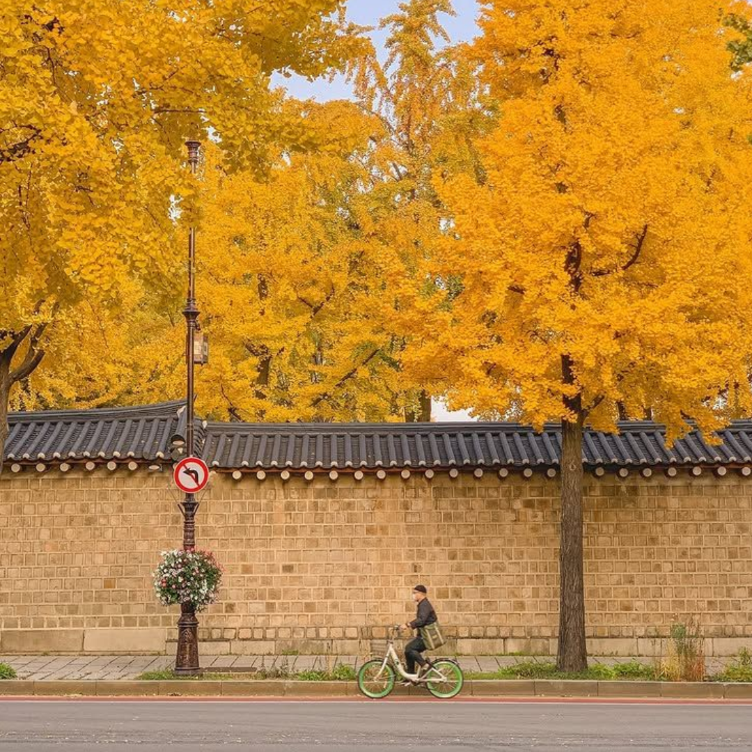 Program Beasiswa Shinbun Mainichi: Solusi Kuliah di Jepang Tanpa Beban Biaya Orang Tua